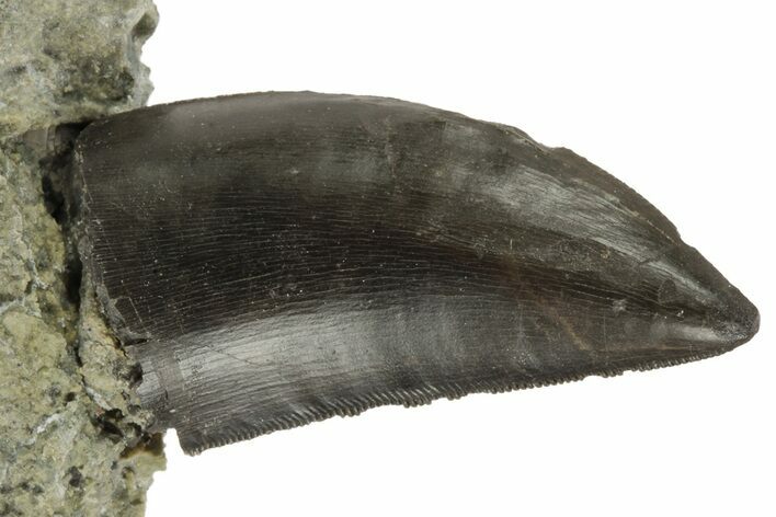 Serrated Dinosaur (Allosaurus) Tooth in Sandstone - Colorado #218329